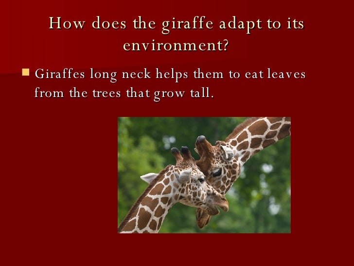 How do giraffes adapt to their environment?