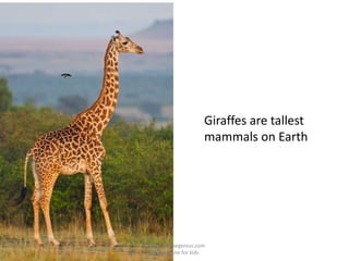 Giraffes are tallest
mammals on Earth
www.makemegenius.com
Best website for kids