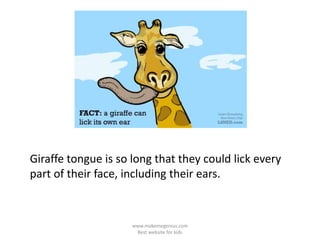 Giraffe tongue is so long that they could lick every
part of their face, including their ears.
www.makemegenius.com
Best website for kids