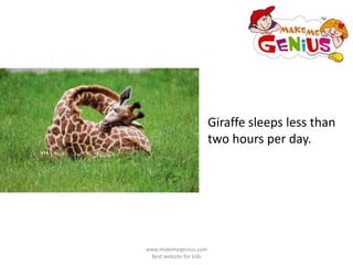 Giraffe sleeps less than
two hours per day.
www.makemegenius.com
Best website for kids