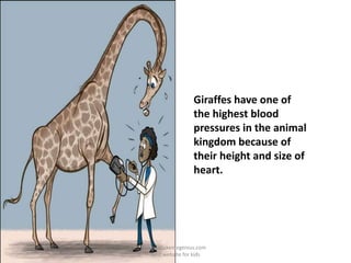Giraffes have one of
the highest blood
pressures in the animal
kingdom because of
their height and size of
heart.
www.makemegenius.com
Best website for kids