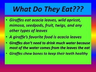 What Do They Eat???
• Giraffes eat acacia leaves, wild apricot,
  mimosa, seedpods, fruit, twigs, and any
  other types of leaves
• A giraffe’s favorite food is acacia leaves
• Giraffes don’t need to drink much water because
  most of the water comes from the leaves the eat
• Giraffes chew bones to keep their teeth healthy
 