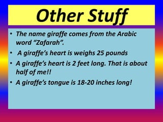 Other Stuff
• The name giraffe comes from the Arabic
  word “Zafarah”.
• A giraffe’s heart is weighs 25 pounds
• A giraffe’s heart is 2 feet long. That is about
  half of me!!
• A giraffe’s tongue is 18-20 inches long!
 