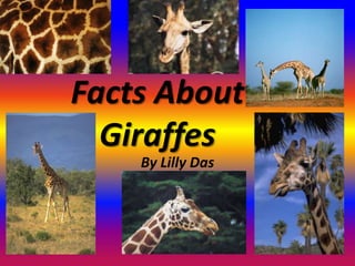 Facts About
  Giraffes
    By Lilly Das
 