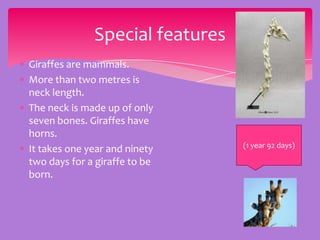 Special features
Giraffes are mammals.
More than two metres is
neck length.
The neck is made up of only
seven bones. Giraffes have
horns.
                                 (1 year 92 days)
It takes one year and ninety
two days for a giraffe to be
born.
 