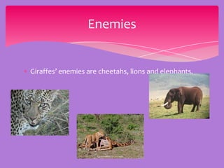 Enemies


Giraffes’ enemies are cheetahs, lions and elephants.
 