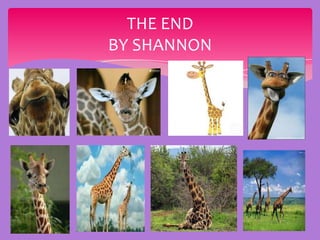 THE END
BY SHANNON
 