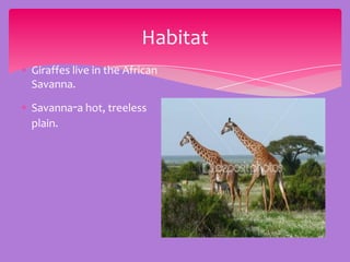 Habitat
Giraffes live in the African
Savanna.

Savanna-a hot, treeless
plain.
 