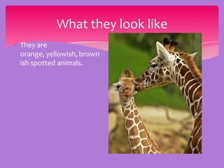 What they look like
They are
orange, yellowish, brown
ish spotted animals.
 