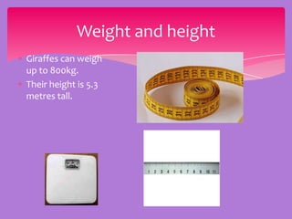 Weight and height
Giraffes can weigh
up to 800kg.
Their height is 5.3
metres tall.
 