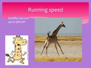 Running speed
Giraffes can run
up to 56km/h
 