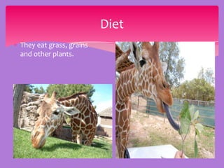 Diet
They eat grass, grains
and other plants.
 