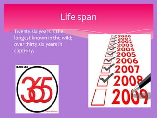 Life span
Twenty six years is the
longest known in the wild;
over thirty six years in
captivity.
 