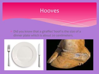 Hooves


Did you know that a giraffes’ hoof is the size of a
dinner plate which is about 20 centimeters.
 