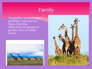 Family
The giraffes’ family is called
giraffidae. There are two
types of giraffes.
When there are groups of
giraffes, they are called
troops.
 