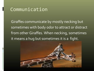 Giraffes p3[1] | PPT