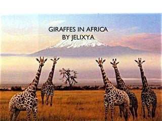 GIRAFFES IN AFRICA BY JELIXYA 
