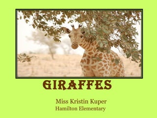 Giraffes  Miss Kristin Kuper Hamilton Elementary   