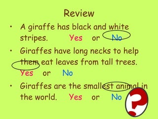 Review A giraffe has black and white stripes.  Yes   or  No Giraffes have long necks to help them eat leaves from tall trees.  Yes  or  No Giraffes are the smallest animal in the world.  Yes   or  No 