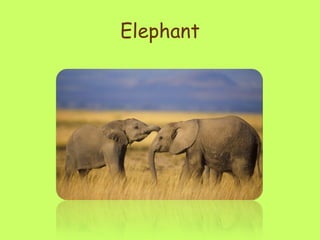 Elephant 