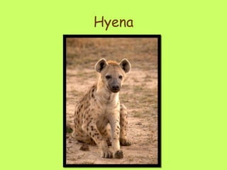 Hyena 