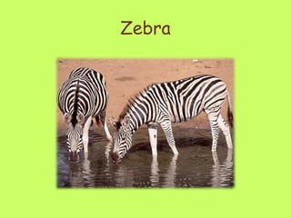 Zebra 