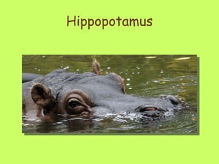 Hippopotamus 