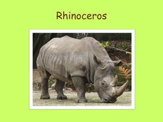 Rhinoceros 