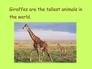 Giraffes are the tallest animals in the world.  