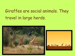Giraffes are social animals. They travel in large herds.  