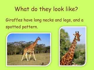 What do they look like?   Giraffes have long necks and legs, and a spotted pattern.  