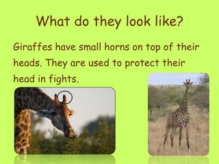 What do they look like? Giraffes have small horns on top of their heads. They are used to protect their head in fights.  