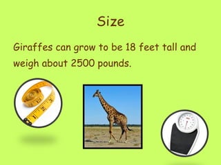 Size Giraffes can grow to be 18 feet tall and weigh about 2500 pounds.  