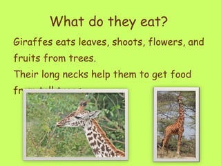 What do they eat?   Giraffes eats leaves, shoots, flowers, and fruits from trees.  Their long necks help them to get food from tall trees.  