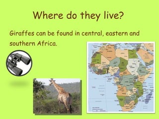 Where do they live?   Giraffes can be found in central, eastern and southern Africa.   