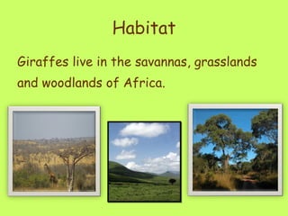 Habitat Giraffes live in the savannas, grasslands and woodlands of Africa. 