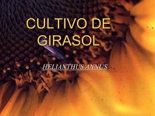 CULTIVO DE
 GIRASOL
 HELIANTHUS ANNUS
 