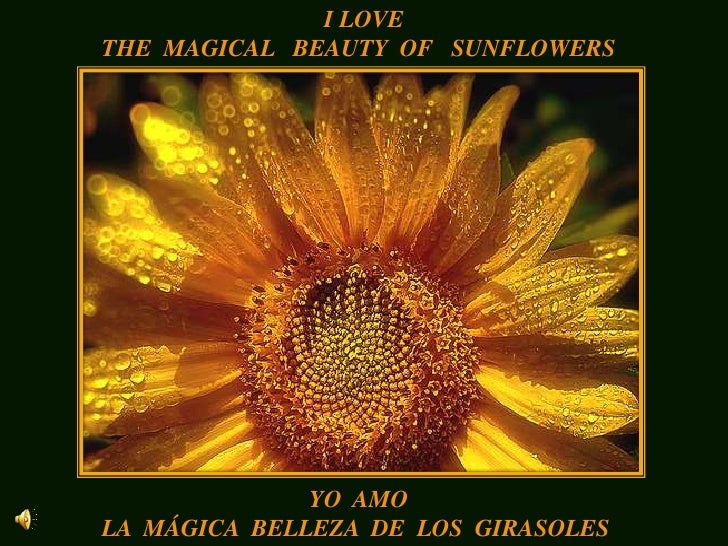 I LOVE<br />THE  MAGICAL   BEAUTY  OF   SUNFLOWERS<br />YO  AMO<br />LA  MÁGICA  BELLEZA  DE  LOS  GIRASOLES<br />