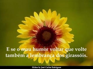 E se o mau humor voltar que volte também a lembrança dos girassóis. 