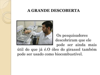 A GRANDE DESCOBERTA




                      Os pesquisadores
                     descobriram que ele
                      pode ser ainda mais
útil do que já é.O óleo do girassol também
pode ser usado como biocombustível.
 