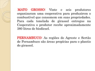 MATO GROSSO: Vinte e seis produtores
organizaram uma cooperativa para produzirem o
combustível que consomem em suas propriedades.
Para cada tonelada de girassol entregue na
Cooperativa o produtor recebe aproximadamente
380 litros de biodiesel.

PERNAMBUCO: As regiões do Agreste e Sertão
de Pernambuco são áreas propícias para o plantio
do girassol.
 