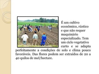É um cultivo
                              econômico, rústico
                              e que não requer
                              maquinário
                              especializado. Tem
                              um ciclo vegetativo
                              curto e se adapta
perfeitamente a condições de solo e clima pouco
favoráveis. Das flores podem ser extraídos de 20 a
40 quilos de mel/hectare.
 