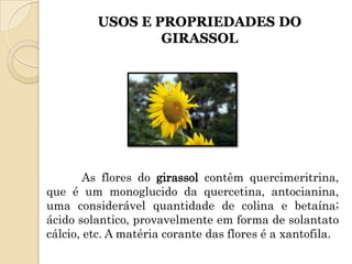 USOS E PROPRIEDADES DO
                 GIRASSOL




        As flores do girassol contêm quercimeritrina,
que é um monoglucido da quercetina, antocianina,
uma considerável quantidade de colina e betaína;
ácido solantico, provavelmente em forma de solantato
cálcio, etc. A matéria corante das flores é a xantofila.
 