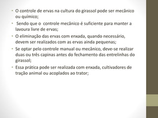 • O controle de ervas na cultura do girassol pode ser mecânico
ou químico;
• Sendo que o controle mecânico é suficiente para manter a
lavoura livre de ervas;
• O eliminação das ervas com enxada, quando necessário,
devem ser realizados com as ervas ainda pequenas;
• Se optar pelo controle manual ou mecânico, deve-se realizar
duas ou três capinas antes do fechamento das entrelinhas do
girassol;
• Essa prática pode ser realizada com enxada, cultivadores de
tração animal ou acoplados ao trator;
 