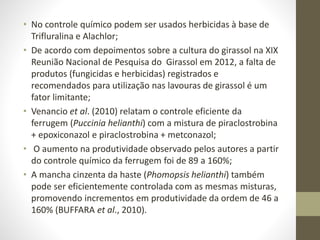 • No controle químico podem ser usados herbicidas à base de
Trifluralina e Alachlor;
• De acordo com depoimentos sobre a cultura do girassol na XIX
Reunião Nacional de Pesquisa do Girassol em 2012, a falta de
produtos (fungicidas e herbicidas) registrados e
recomendados para utilização nas lavouras de girassol é um
fator limitante;
• Venancio et al. (2010) relatam o controle eficiente da
ferrugem (Puccinia helianthi) com a mistura de piraclostrobina
+ epoxiconazol e piraclostrobina + metconazol;
• O aumento na produtividade observado pelos autores a partir
do controle químico da ferrugem foi de 89 a 160%;
• A mancha cinzenta da haste (Phomopsis helianthi) também
pode ser eficientemente controlada com as mesmas misturas,
promovendo incrementos em produtividade da ordem de 46 a
160% (BUFFARA et al., 2010).
 