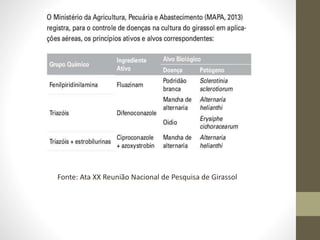 Fonte: Ata XX Reunião Nacional de Pesquisa de Girassol
 