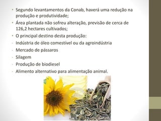 • Segundo levantamentos da Conab, haverá uma redução na
produção e produtividade;
• Área plantada não sofreu alteração, previsão de cerca de
126,2 hectares cultivados;
• O principal destino desta produção:
- Indústria de óleo comestível ou da agroindústria
- Mercado de pássaros
- Silagem
- Produção de biodiesel
- Alimento alternativo para alimentação animal.
 
