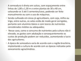- A semeadura é direta em sulcos, com espaçamento entre
linhas de 1,00 a 1,30 m e entre plantas de 30 a 40 cm,
colocando-se 3 até 5 sementes/cova, podendo ser feito
manualmente ou com o uso de máquinas.
• Sendo cultivado em áreas já agricultáveis, com soja, milho ou
trigo, entre outras, os solos estão de modo geral corrigidos,
portanto sem alumínio tóxico e com teores de nutrientes
considerados médios ou adequados;
• Nesse caso, como o consumo de nutrientes pela cultura não é
elevado, os gastos com adubação e consequentemente os
custos de produção podem ser reduzidos, aumentando o lucro
dos agricultores;
• A época de semeadura varia de acordo com a região brasileira,
implantando a cultura de acordo com as épocas indicadas pelo
zoneamento agroclimático.
 