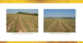 Distribuição de plantas sobre palhada de milho Distribuição de plantas sobre palhada de aveia
Fotos:
Marcos
Caraffa
18
 