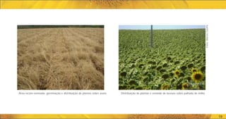 Área recém-semeada: germinação e distribuição de plantas sobre aveia Distribuição de plantas e estande de lavoura sobre palhada de milho
Fotos:
Marcos
Caraffa
19
 